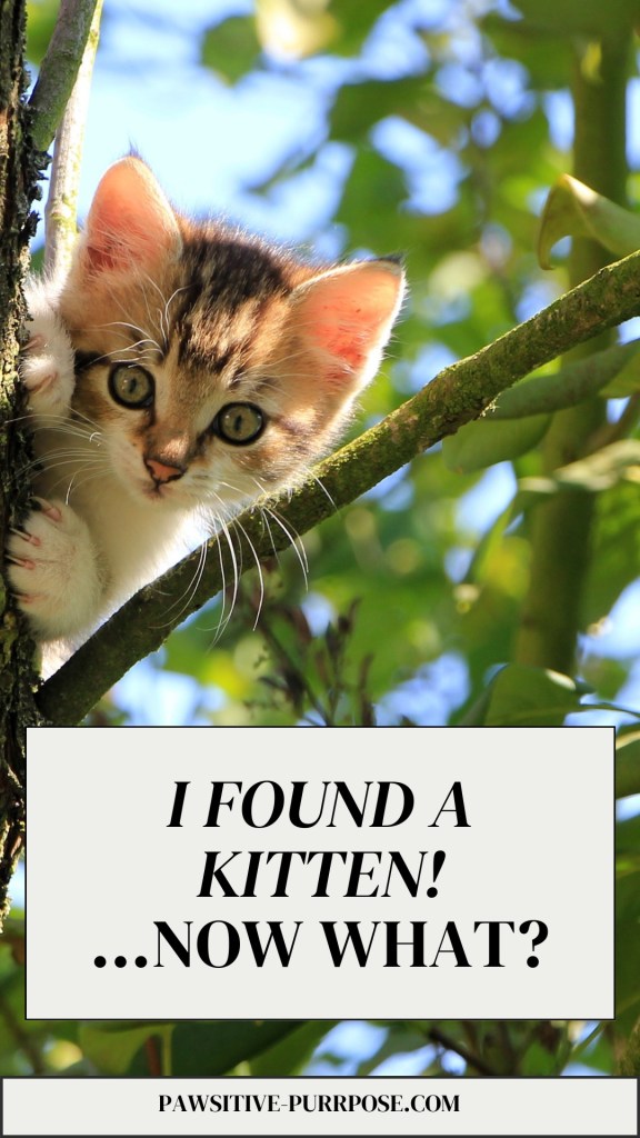 brown and white kitten in a tree with text I Found A Kitten…Now What?