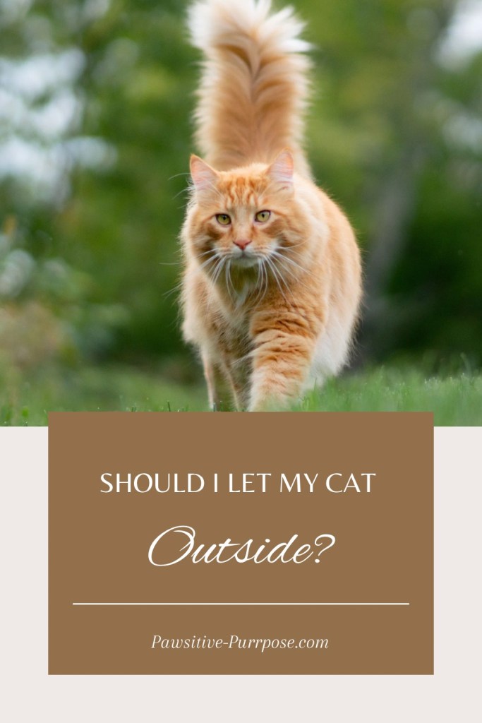 Orange tabby cat with fluffy tail walking on green grass with text “should I let my cat outside?”