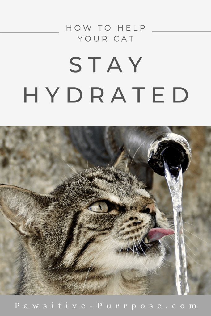 Gray tabby cat drinking water from a faucet outside with the text how to help your cat stay hydrated