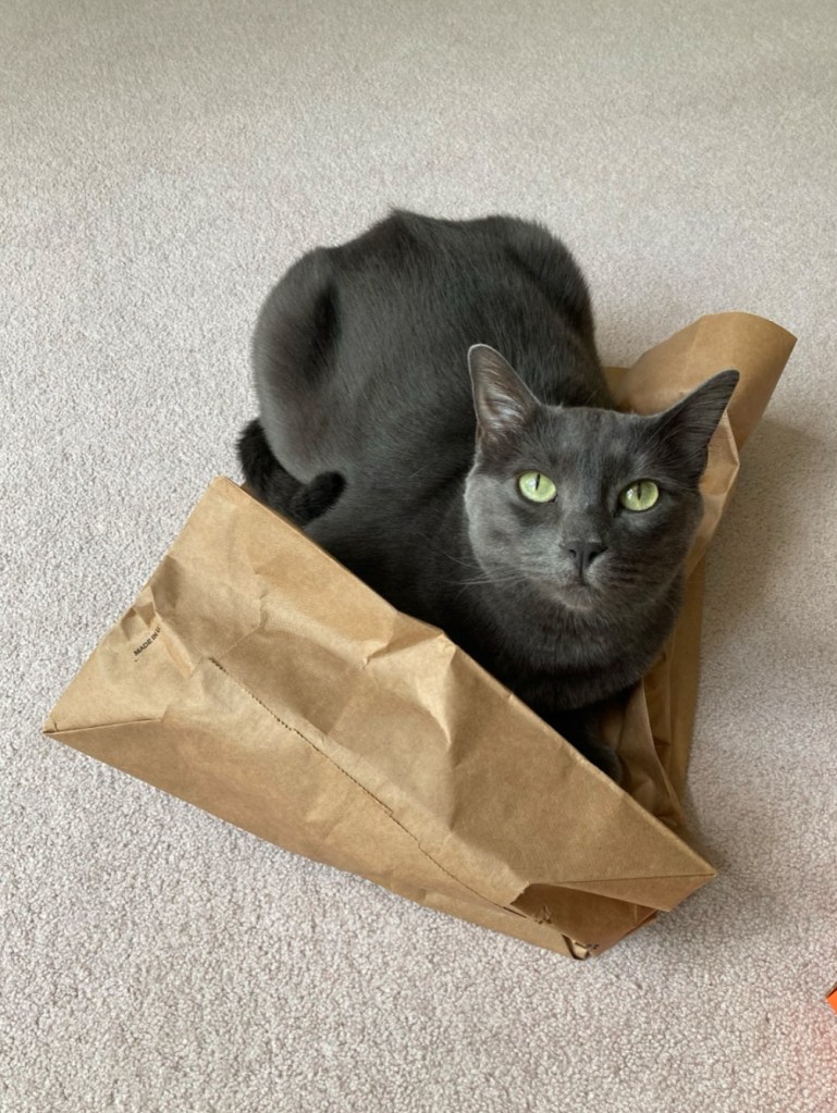 gray cat laying on a paper bag
