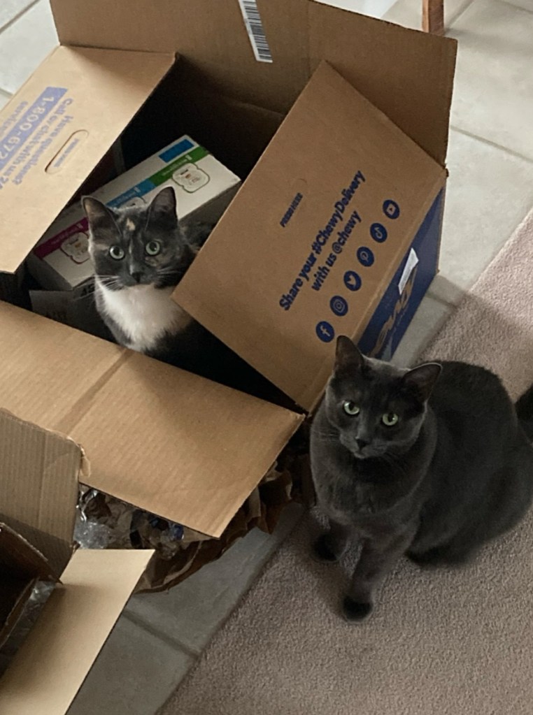 two cats playing in a chewy box