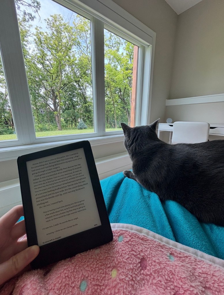gray cat laying with someone reading on a kindle